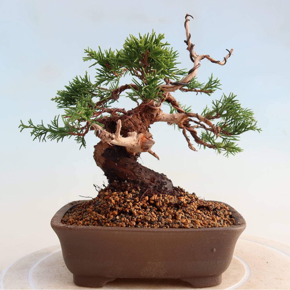 Vonkajší bonsai - Juniperus chinensis Itoigawa -Jalovec čínsky