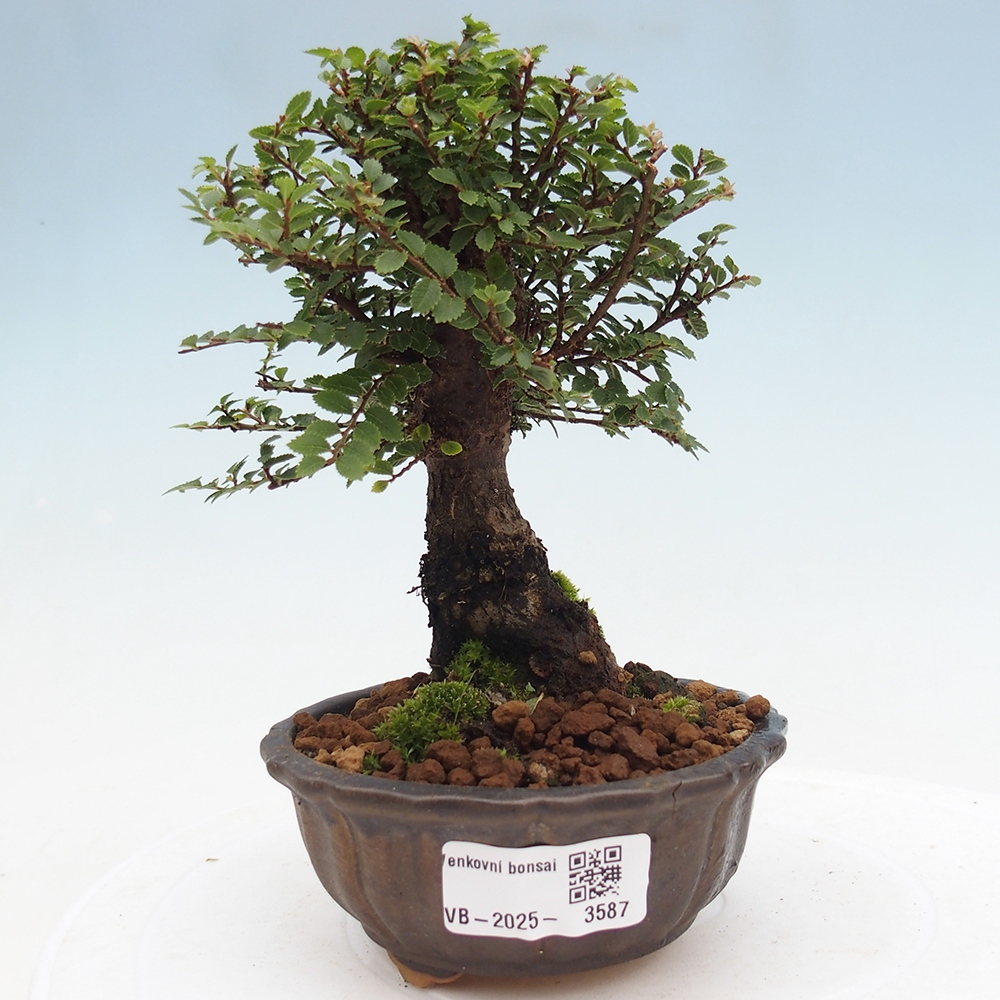 Vonkajší bonsai - Ulmus parvifolia Hokkaido - brest Čínsky
