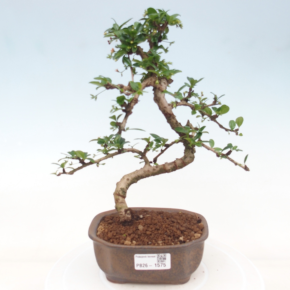 Izbové bonsaje - Carmona macrophylla - Tea fuki