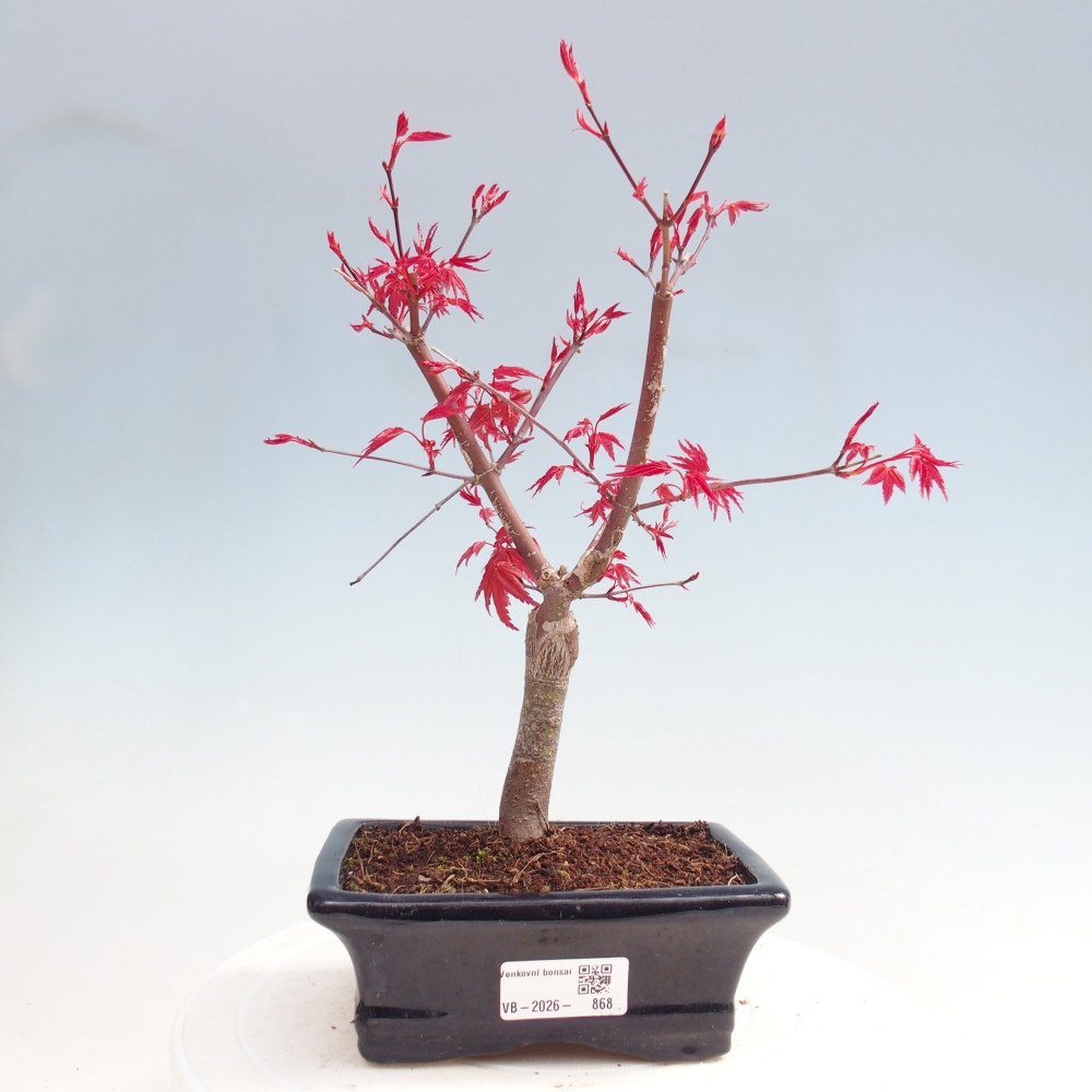 Vonkajší bonsaj - Acer palmatum DESHOJO
