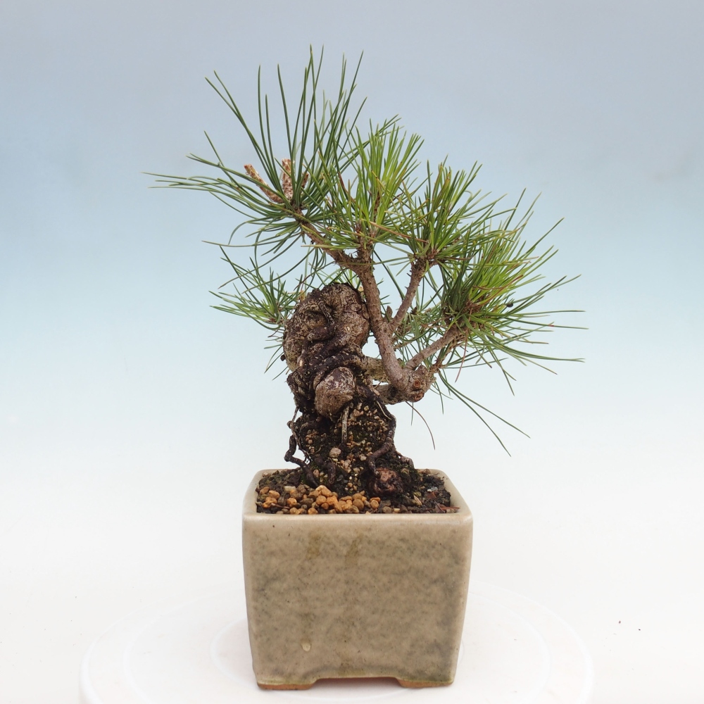 Vonkajší bonsai - Pinus thunbergii - Borovica thunbergova