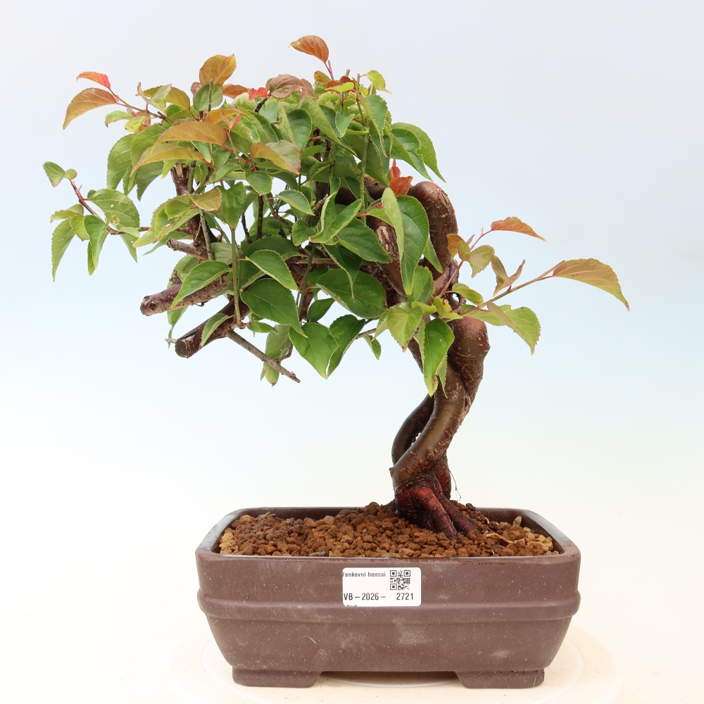 Vonkajšie bonsaje – Japonská marhuľa – Prunus Mume