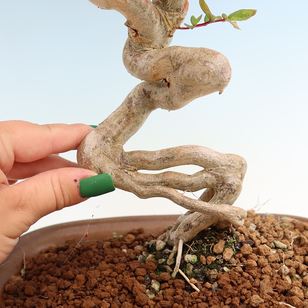 Izba bonsai – Lagerstroemia indica – indický orgován