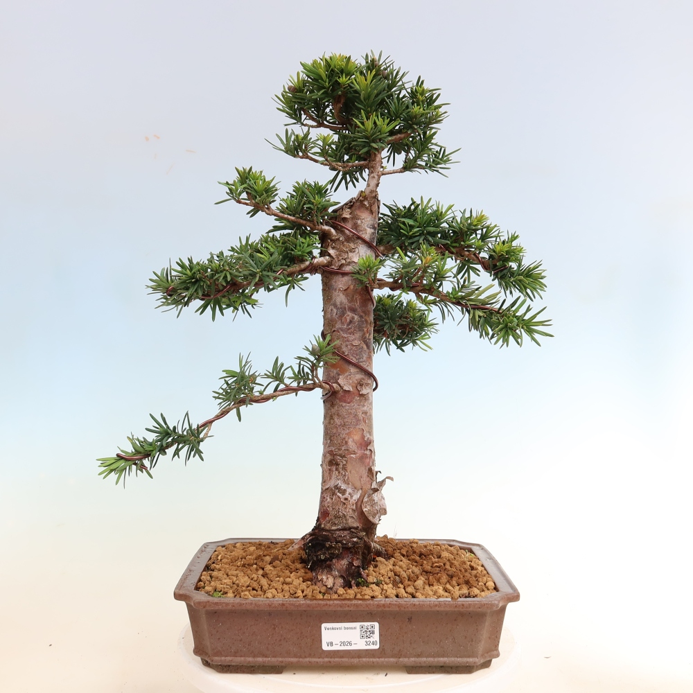 Vonkajší bonsai – Taxus cuspidata – japonský tis