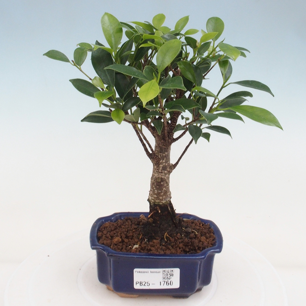 Izbová bonsai - Malolistý fikus - Ficus kimmen