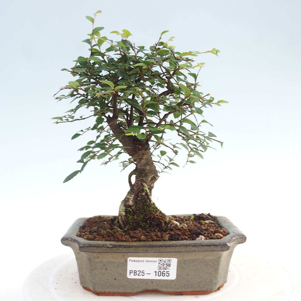 Izbová bonsai - Ulmus parvifolia - Malolistý brest