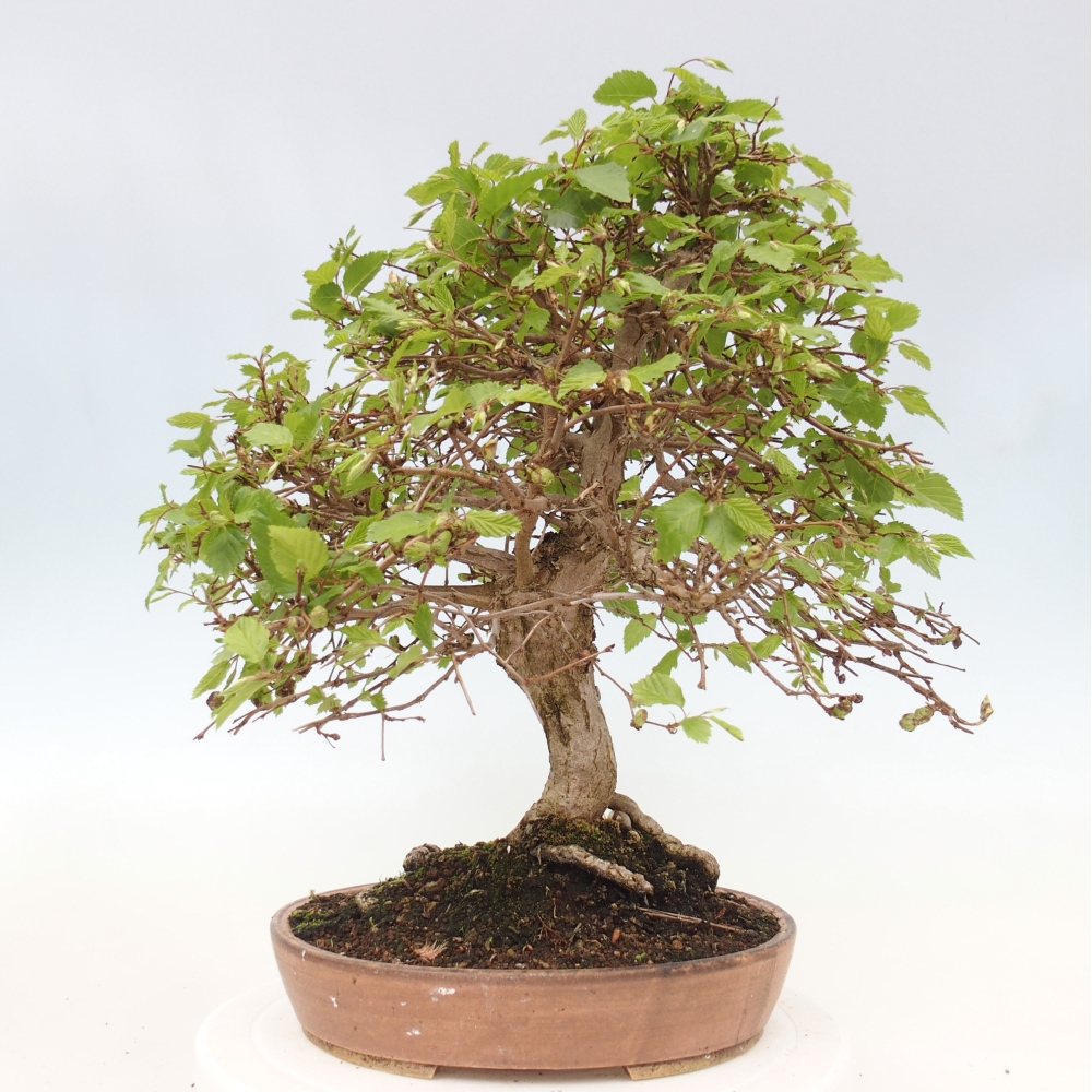 Vonkajšie bonsaje -Carpinus CARPINOIDES - Hrab kórejský