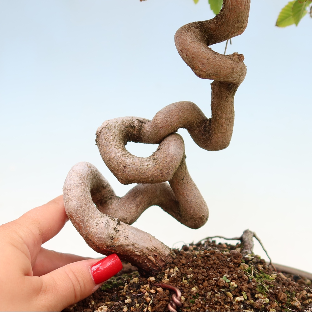 Vonkajší bonsaj -Carpinus coreana - Hrab kórejský