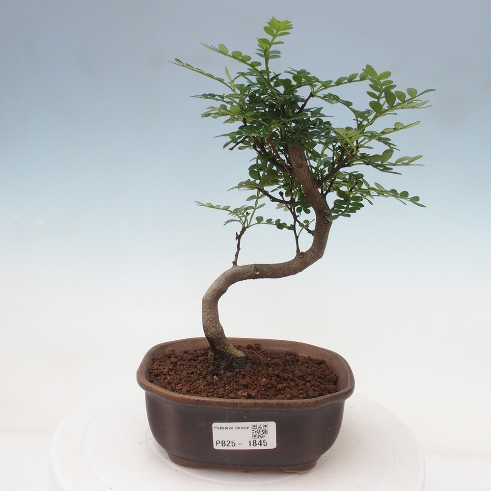 Izbová bonsai - Zantoxylum piperitum - piepor