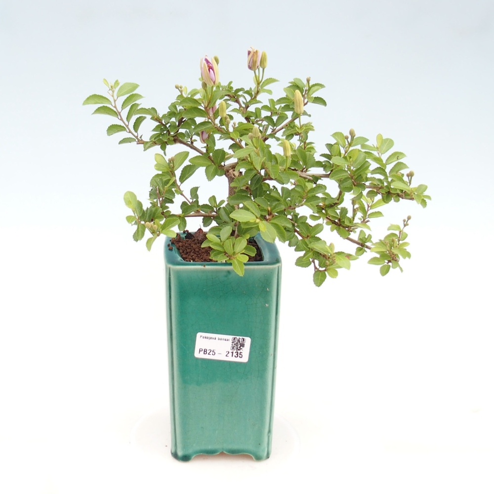 Izbová bonsai - Grewia occidentalis - Hviezdica levanduľová