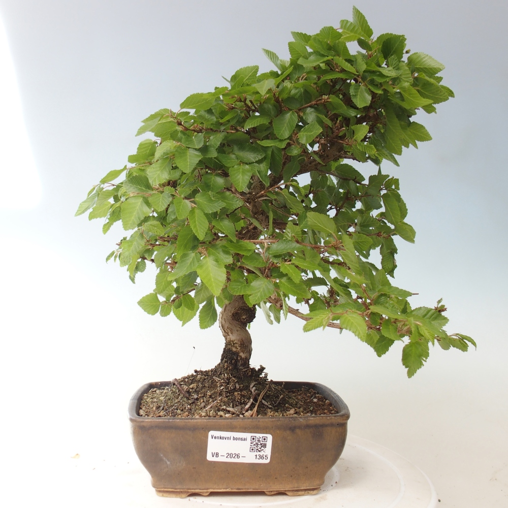 Vonkajšie bonsaje -Carpinus CARPINOIDES - Hrab kórejský