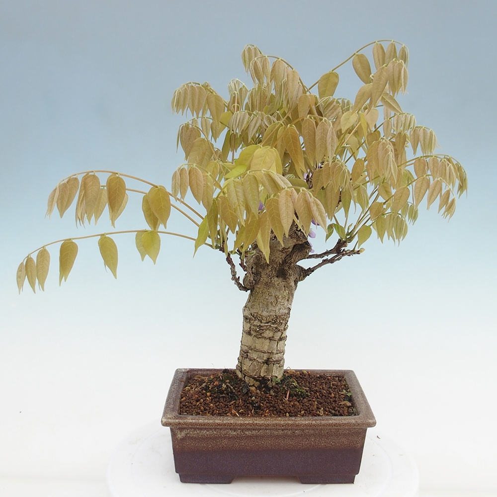 Vonkajšia bonsai - Vistarie kvetnatá - Wisteria floribunda