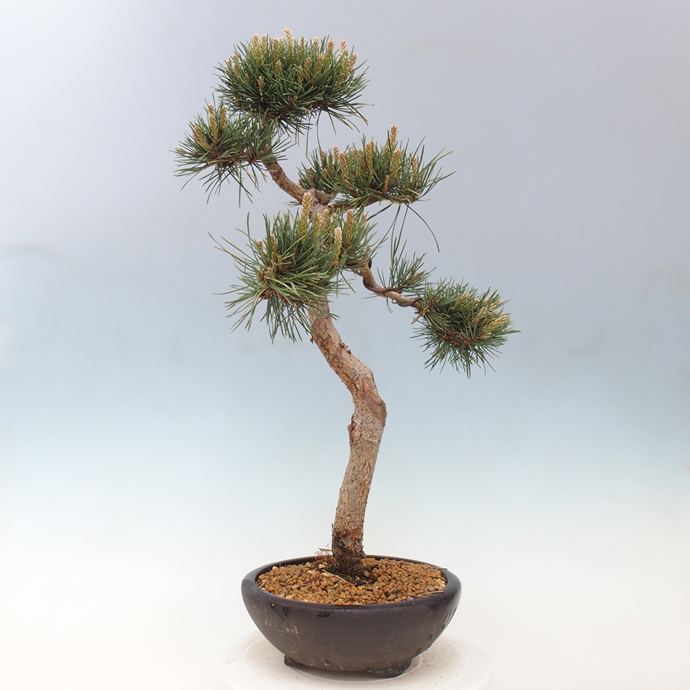 Vonkajšie bonsai - Pinus Sylvestris - Borovica lesná