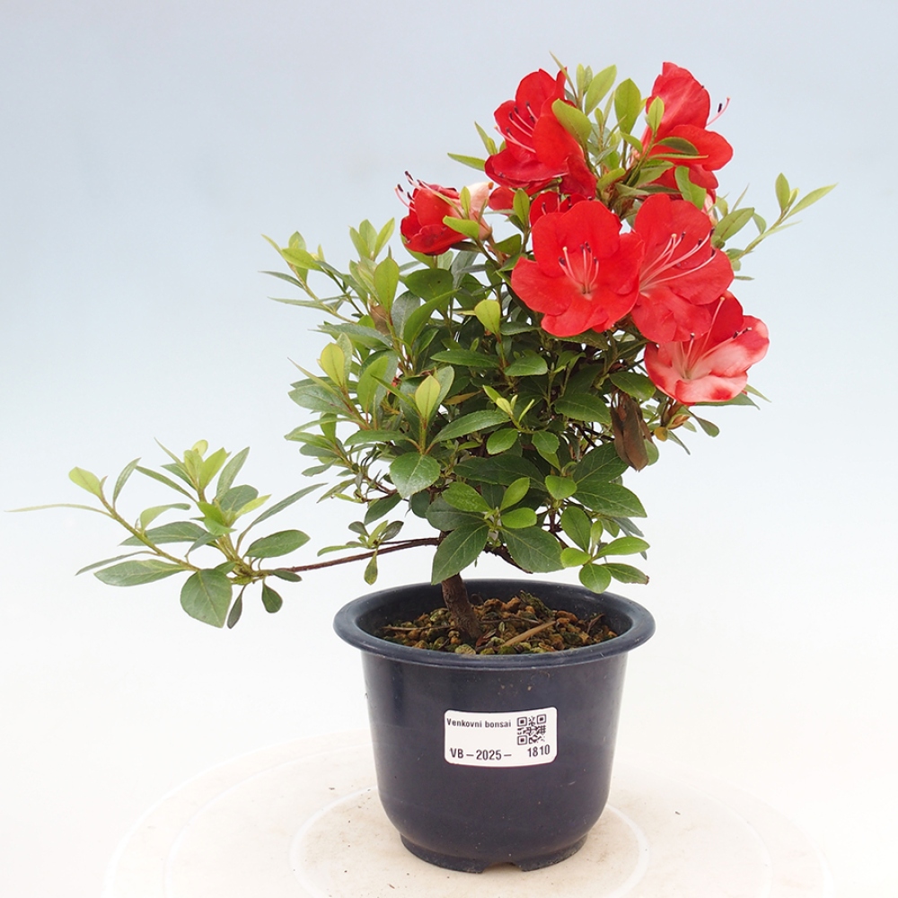 Vonkajší bonsai - Japonská azalka - Azalea Benibeni