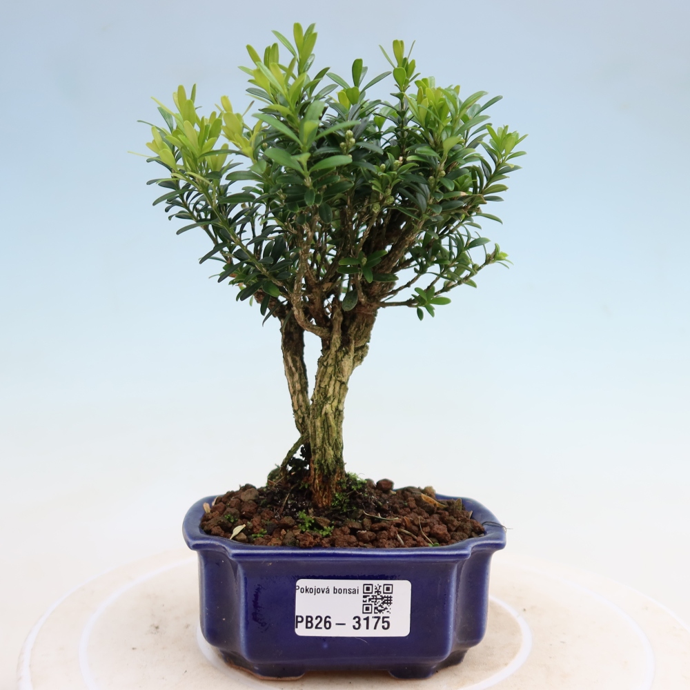 Izbové bonsaje - Buxus harlandii - korkový buxus