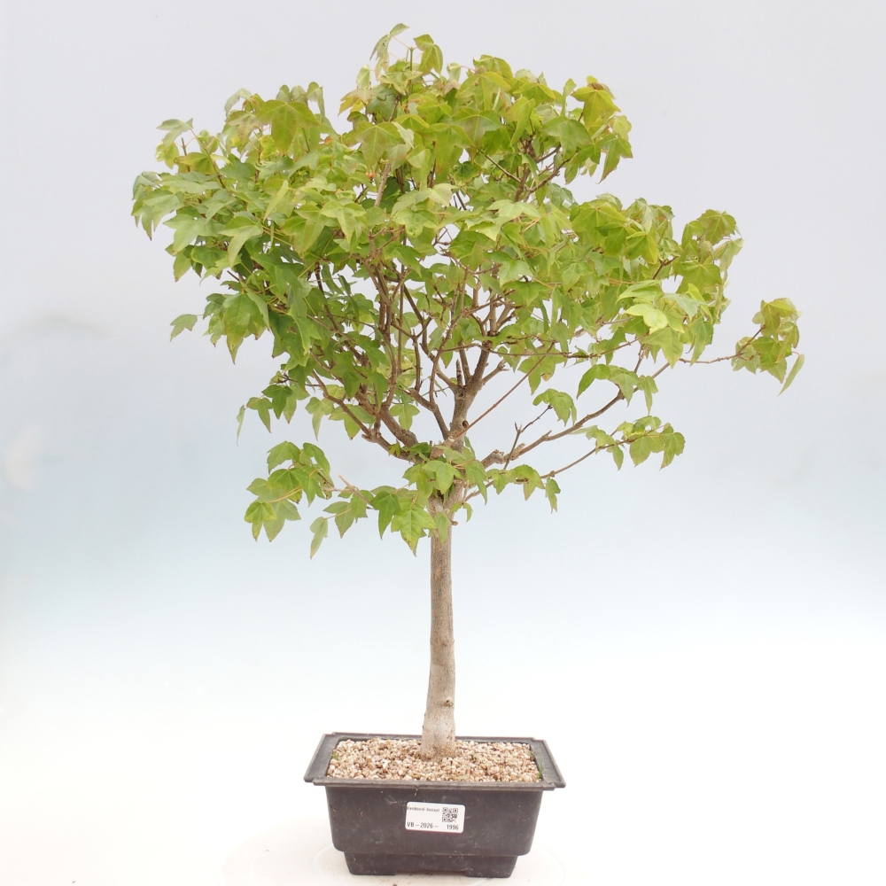 Vonkajšia bonsaj - Acer Buergerianum - Hamburgerový javor
