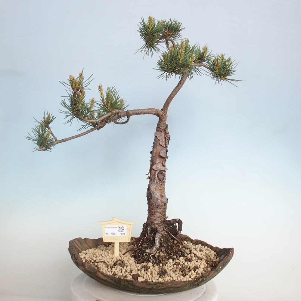 Vonkajšie bonsai - Pinus Sylvestris - Borovica lesná