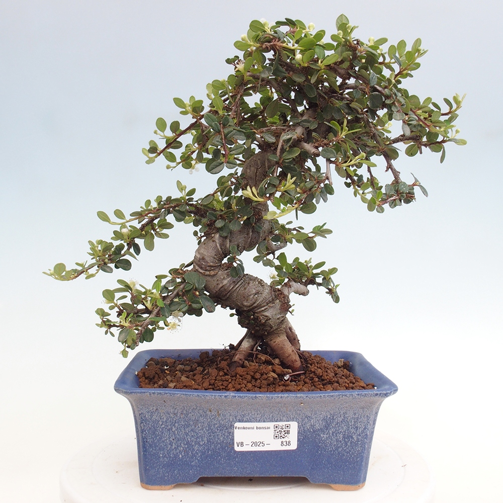 Vonkajší bonsai-Cotoneaster dammeri - Skalník Damerov