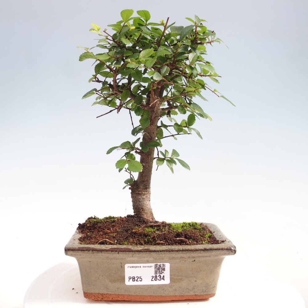 Izbová bonsai - Ulmus parvifolia - malolistá brest