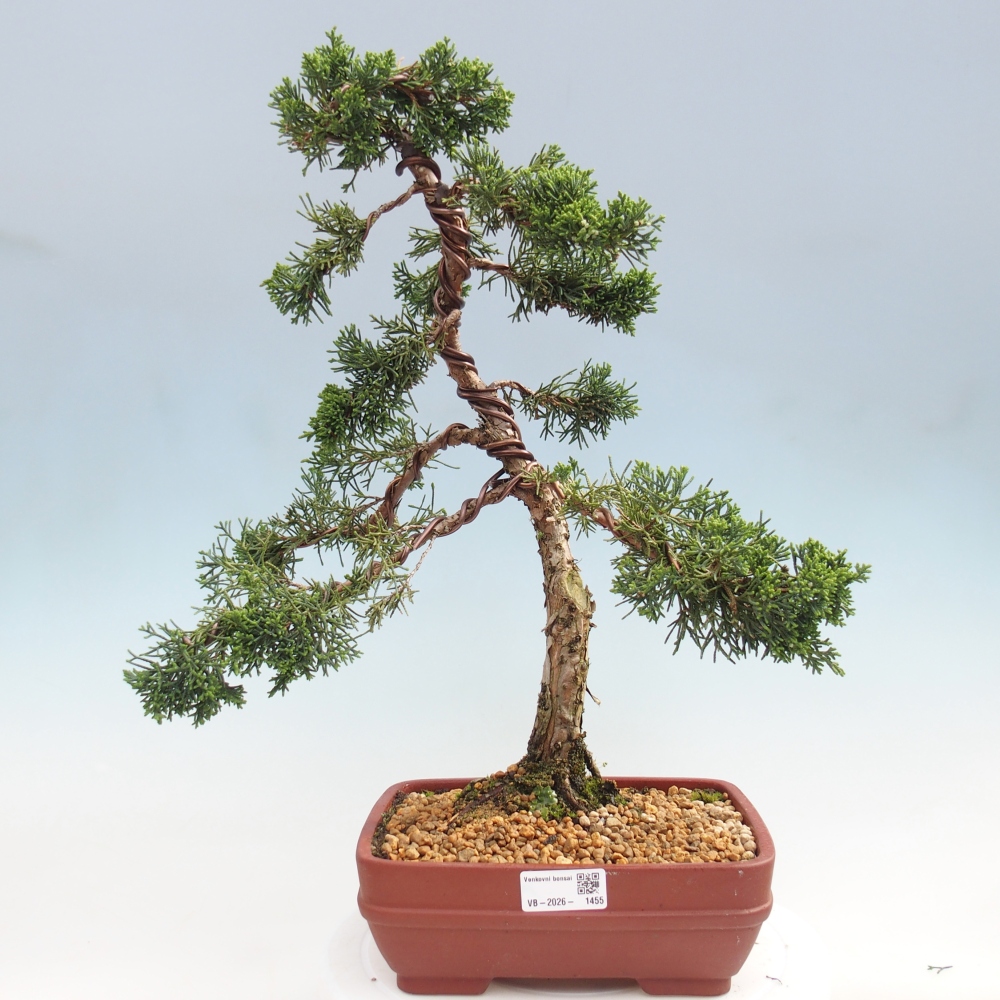 Vonkajší bonsaj - Juniperus chinensis Kishu