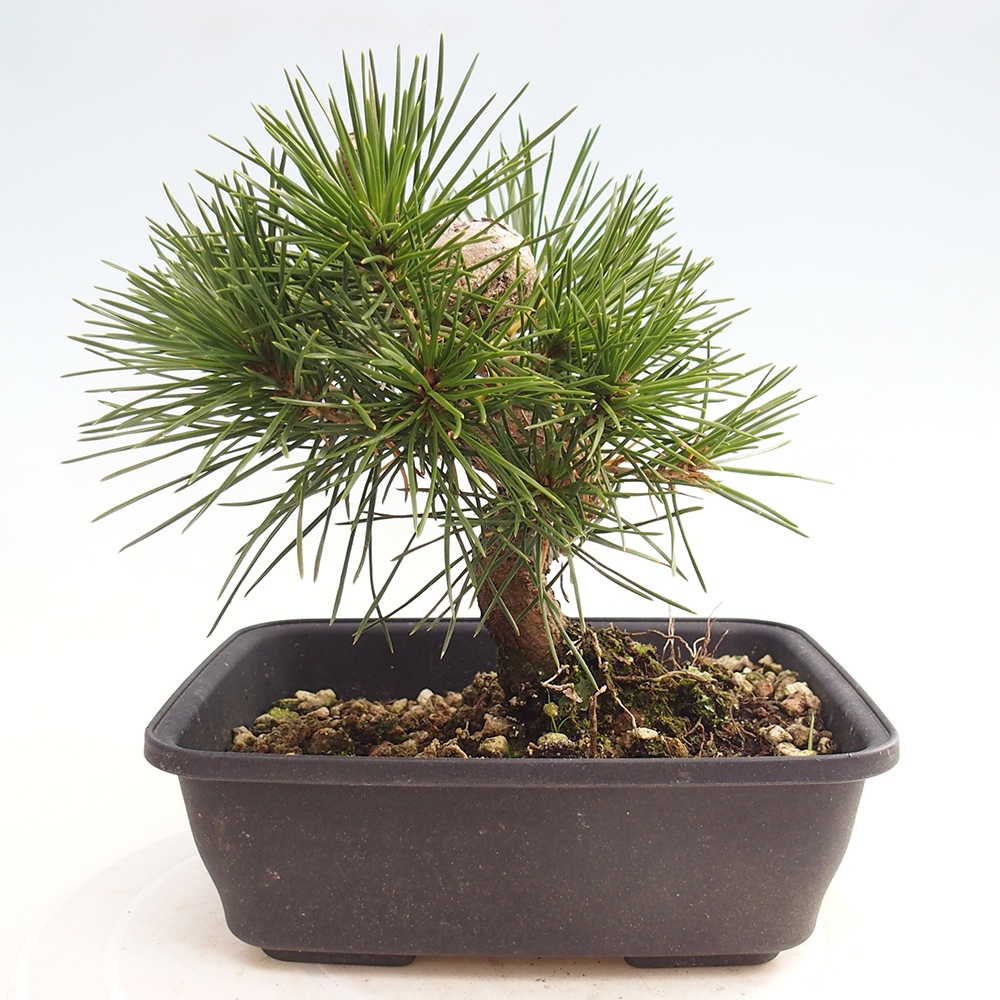 Vonkajšie bonsaje - Pinus thunbergii - borovica Thunbergova