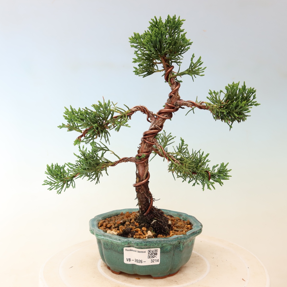 Vonkajší bonsaj - Juniperus chinensis Kishu