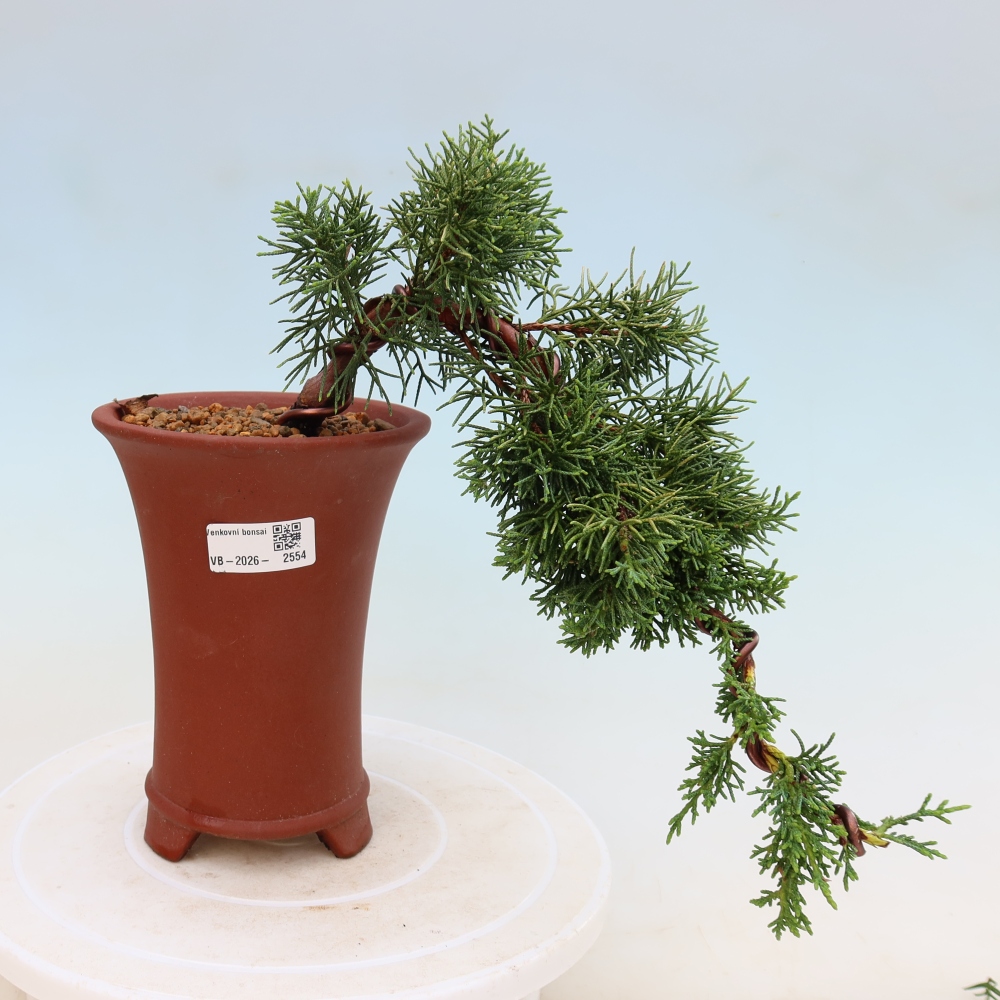 Vonkajší bonsaj - Juniperus chinensis Kishu