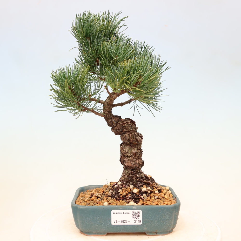 Vonkajšie bonsaje - Pinus parviflora - Pinus parviflora