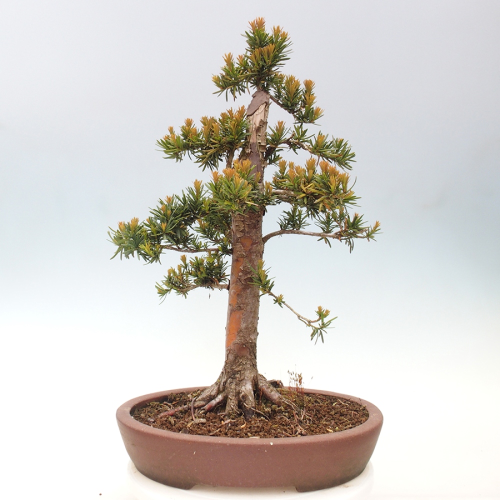 Vonkajší bonsai - Taxus cuspidata - Tis japonský