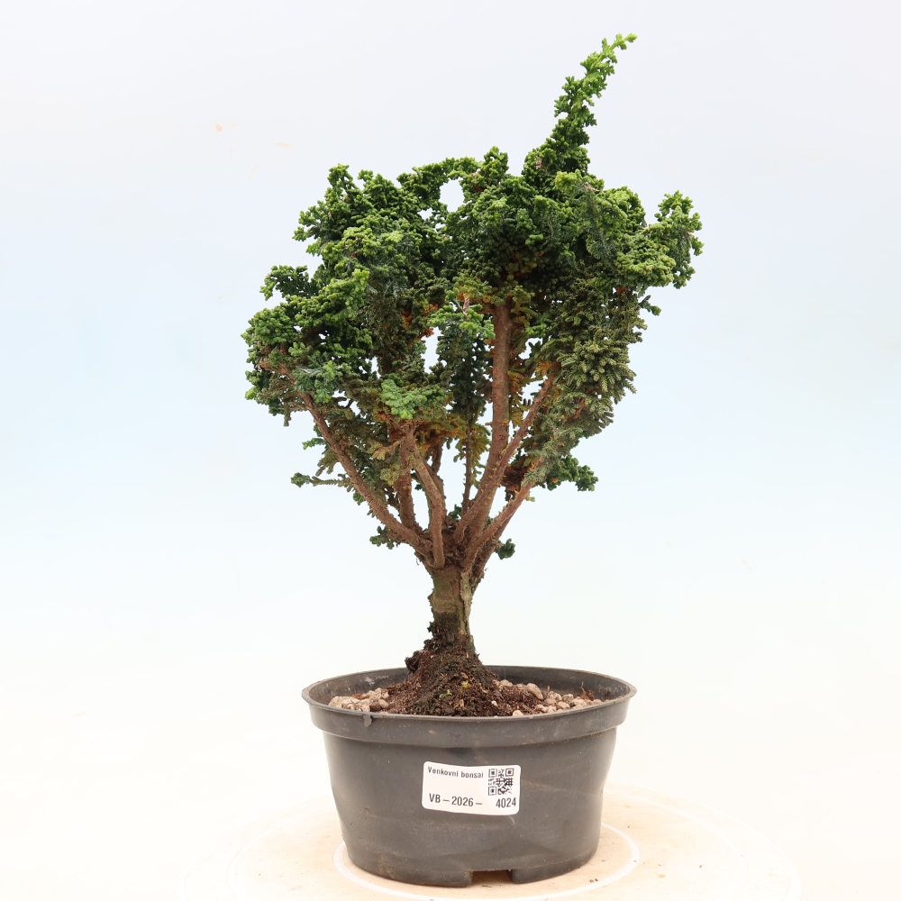 Vonkajší bonsaj - Cham. obtusa SEKKA HINOKI - Cypruštek