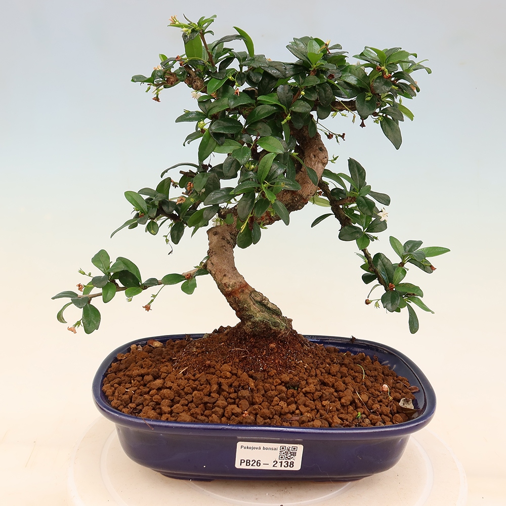 Izbové bonsaje - Carmona macrophylla - Tea fuki