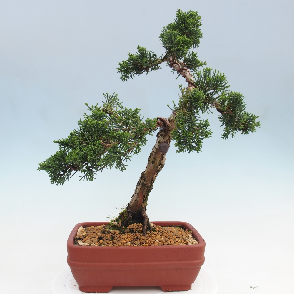 Vonkajší bonsaj - Juniperus chinensis Kishu