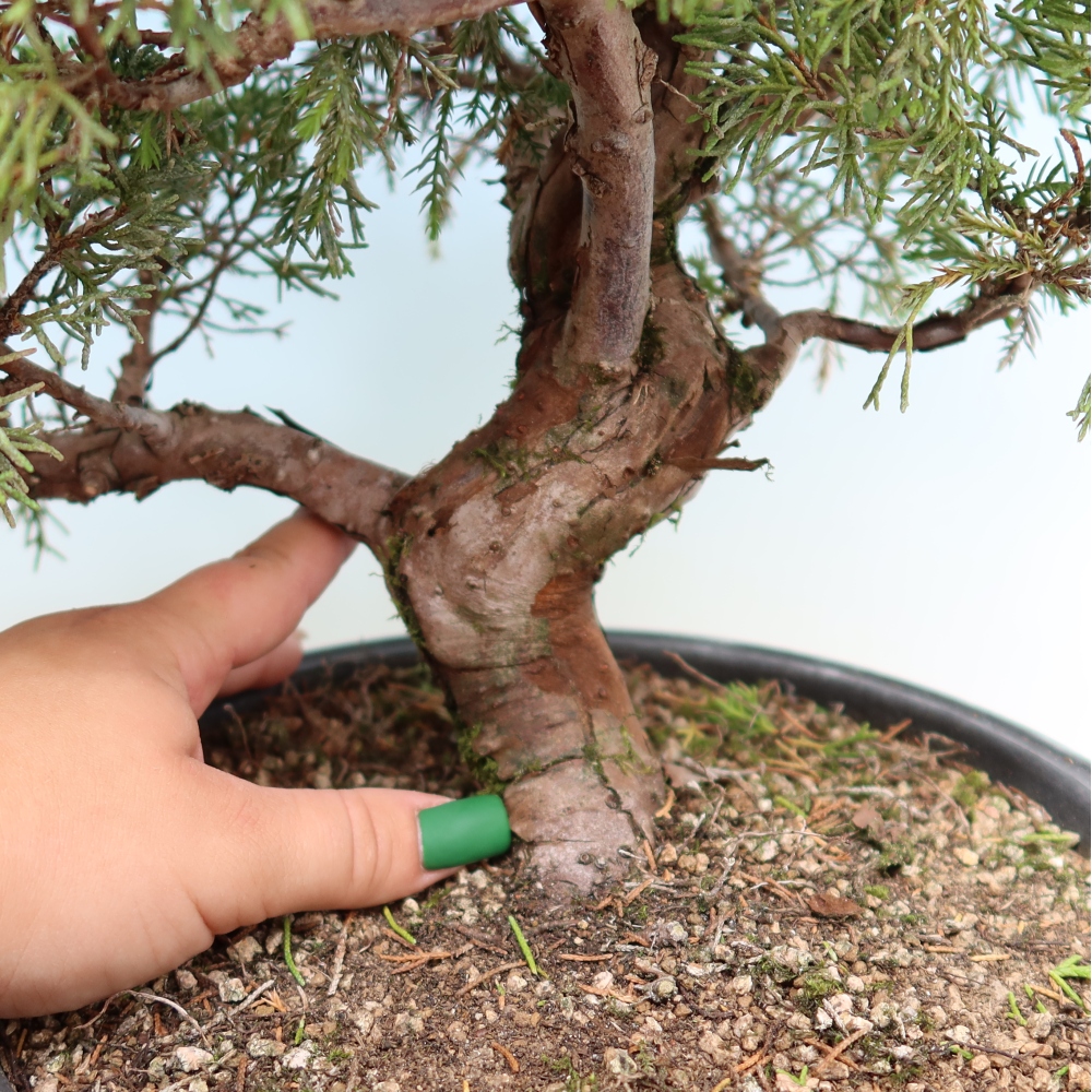 Vonkajší bonsai – Juniperus chinensis Itoigawa – čínsky jalovec