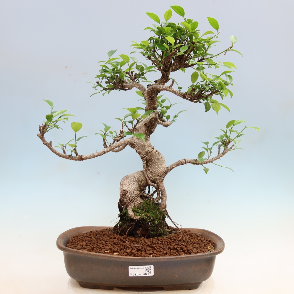 Izbové bonsaje - Ficus kimmen - drobnolistý fikus