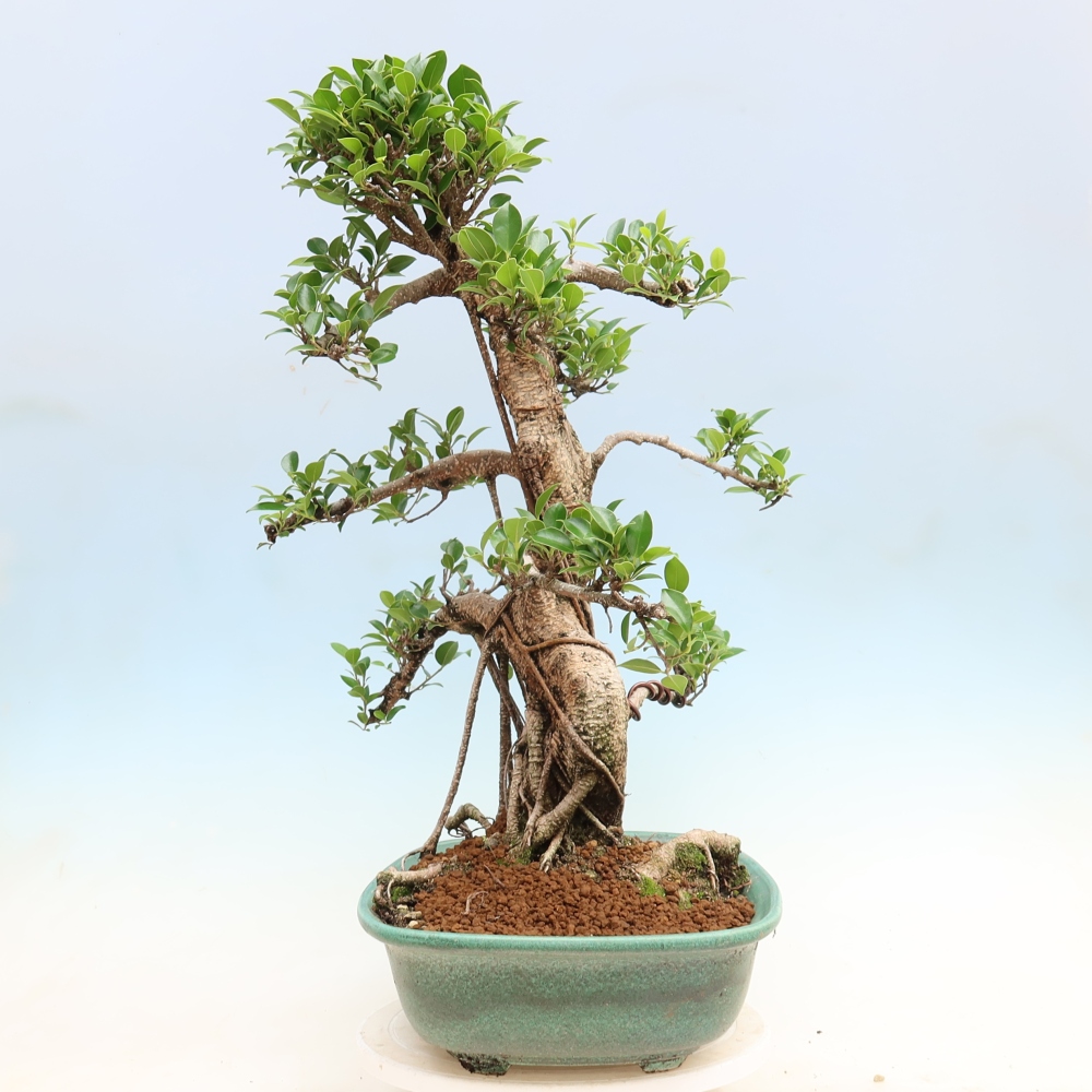 Izbové bonsaje - Ficus kimmen - drobnolistý fikus