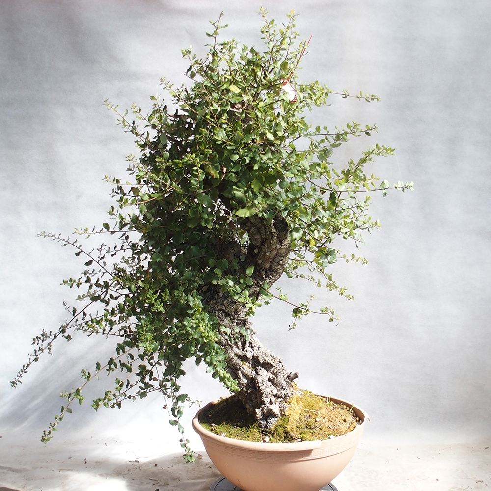 vonkajšie bonsai Quercus suber - Korkový dub