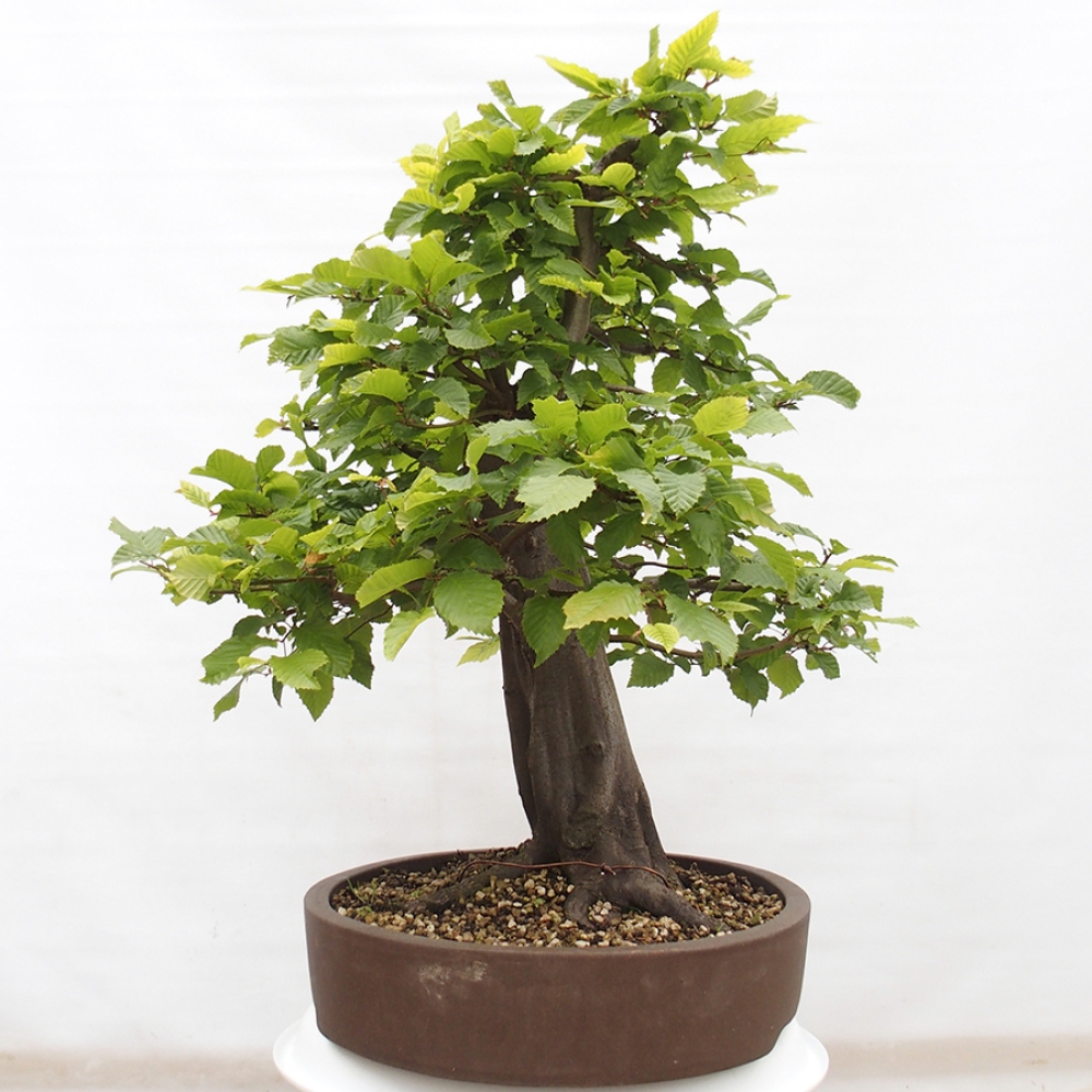 Vonkajší bonsai - Hrab obyčajný - Carpinus betulus
