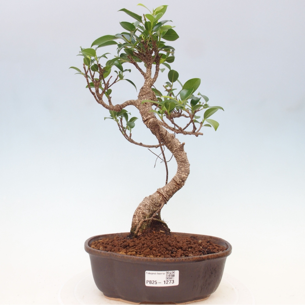 Izbová bonsai - Ficus retusa - malolistá fikus
