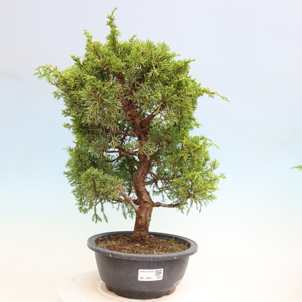 Vonkajší bonsai – Juniperus chinensis Itoigawa – čínsky jalovec