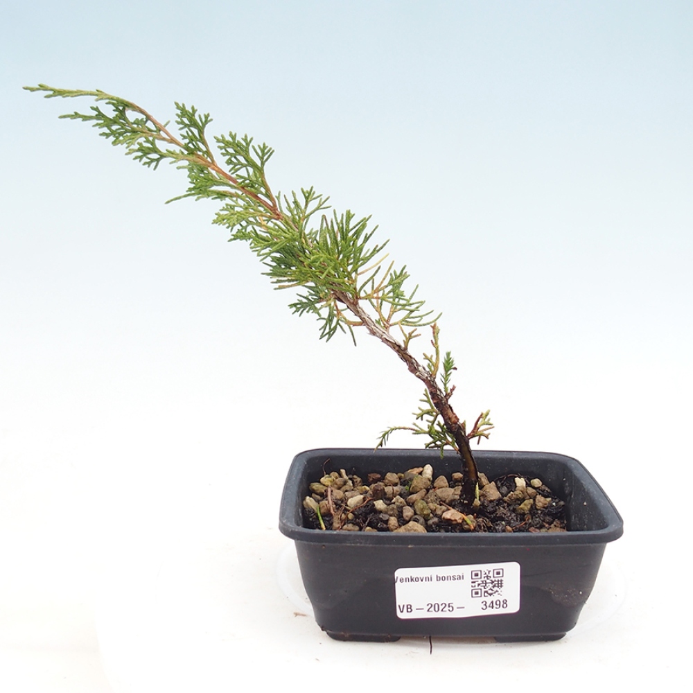 Vonkajší bonsaj - Juniperus chinensis Itoigawa