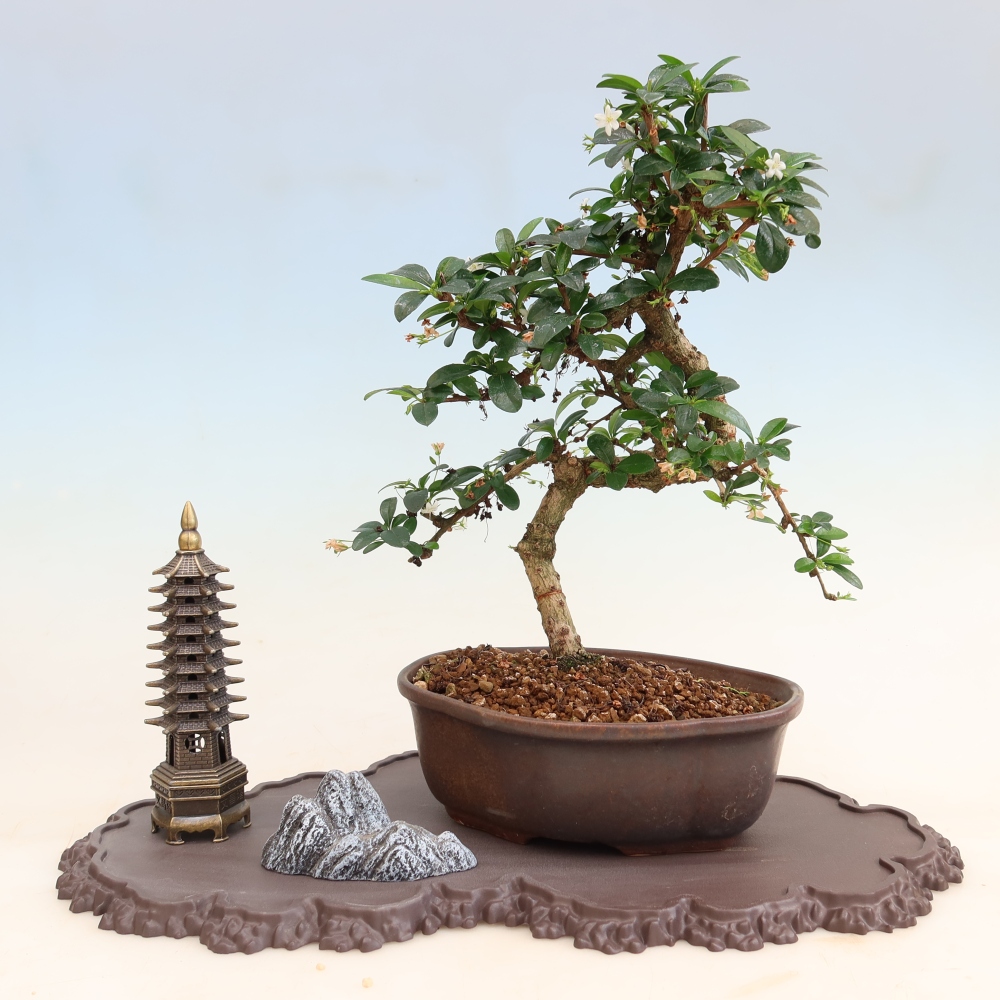 Plastový podstavec pod bonsai 43 x 25 x 1,5 cm, farba hnedá
