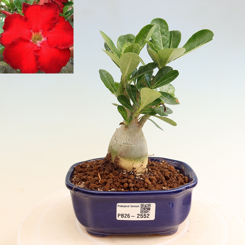 Izba bonsai – Adenium obesum Red Star – Púštna ruža
