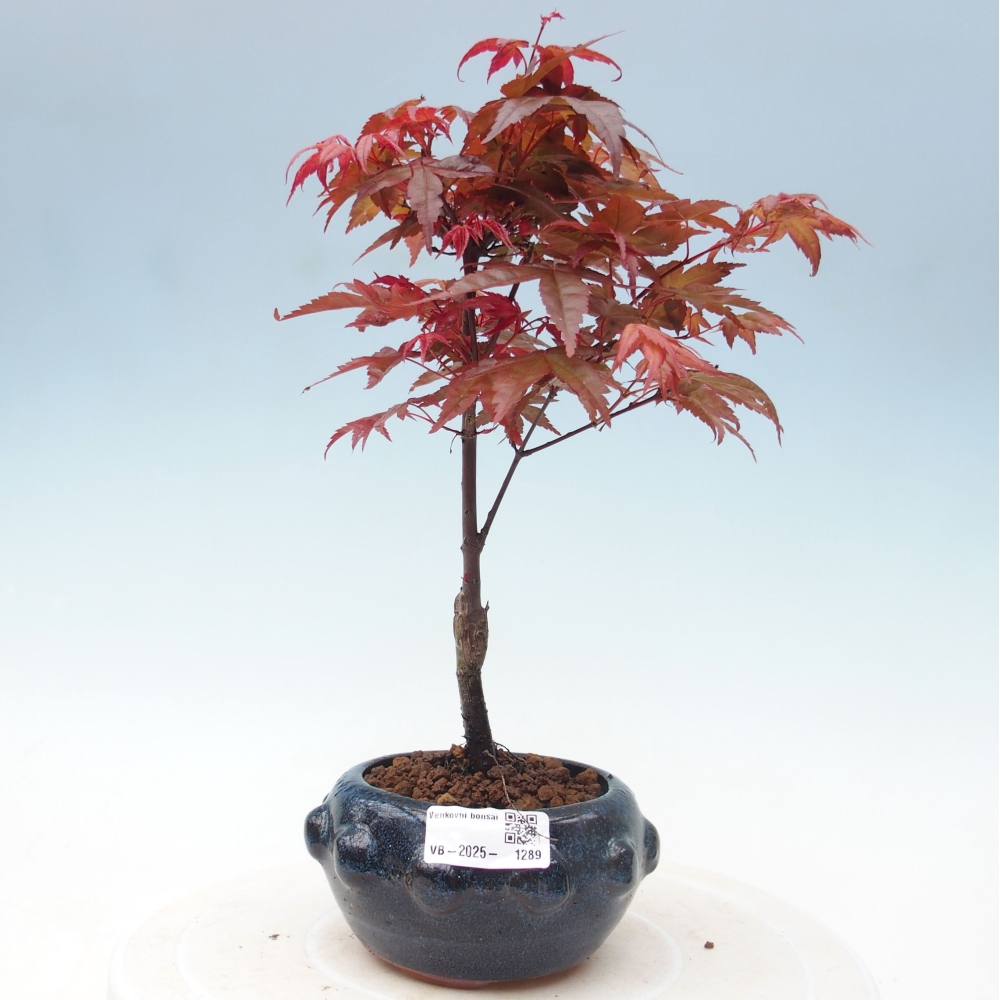 Vonkajšie bonsai - Javor dlaňolistý - Acer palmatum DESHOJO
