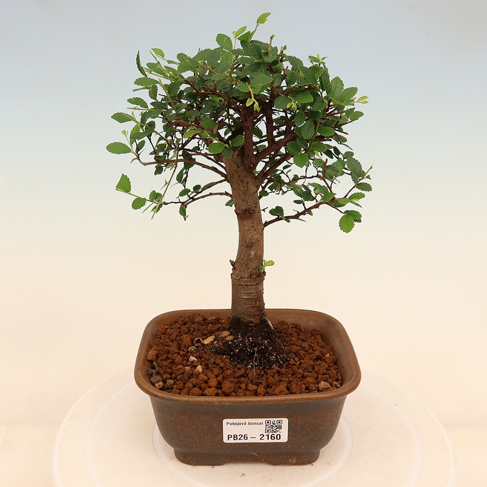 Izbový bonsaj - Ulmus parvifolia - brest malolistý