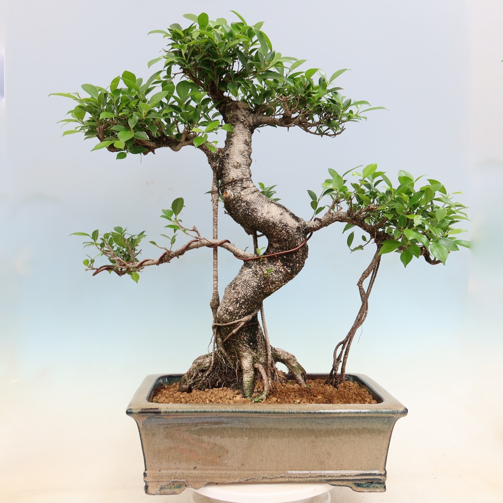 Izbové bonsaje - Ficus kimmen - drobnolistý fikus