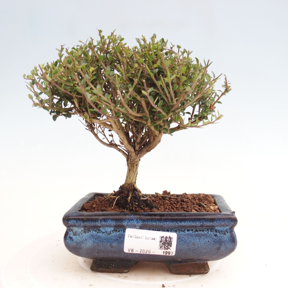 Vonkajší bonsai-Lonicera nitída Twiggy-Zimolez