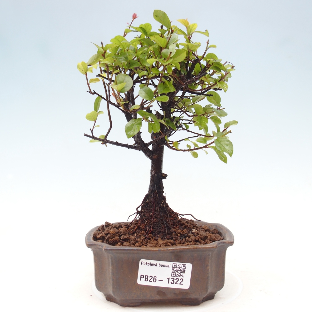 Izbová bonsai - Sagerécie thea - Sagerécie thea