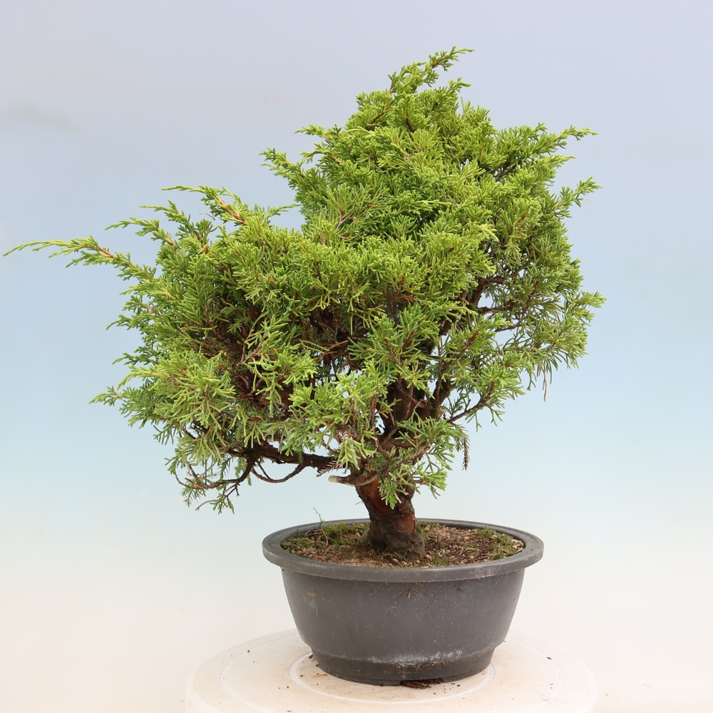 Vonkajší bonsai – Juniperus chinensis Itoigawa – čínsky jalovec