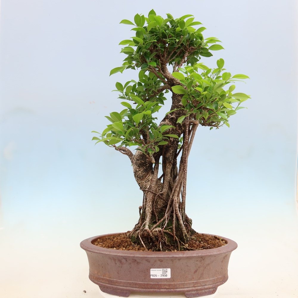 Izbové bonsaje - Ficus kimmen - drobnolistý fikus