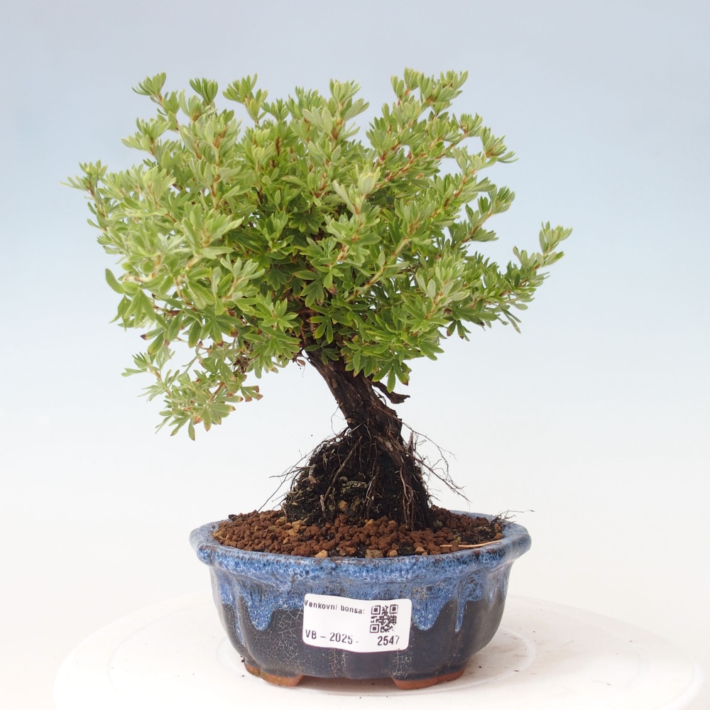 Vonkajšia bonsai-Nátržník krovitá - potentila fruticosa yellow Bird